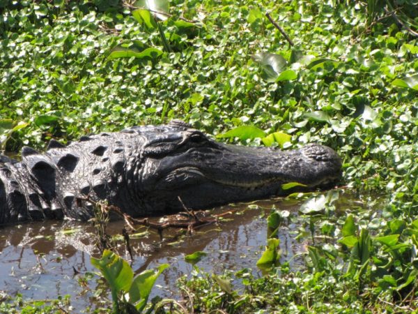 Photos - Grape Hammock Fish Camp & Airboat Rides