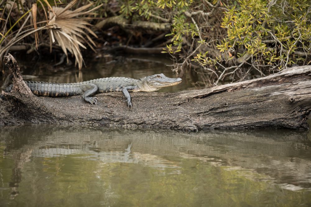 alligator tours near daytona beach