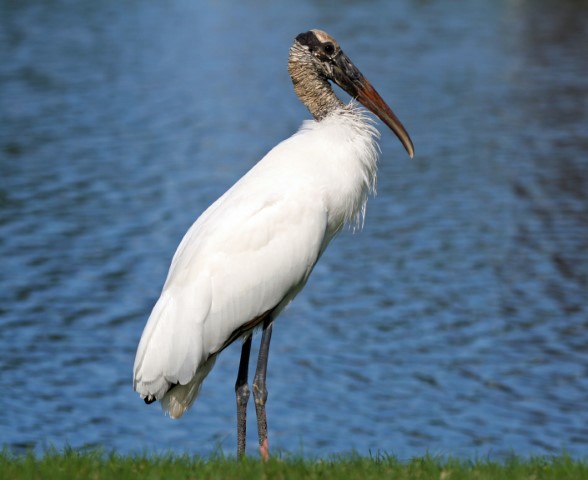 animals that live in the wetlands