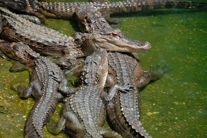 Animals Native to Florida Wetlands - Grape Hammock Airboat Tours