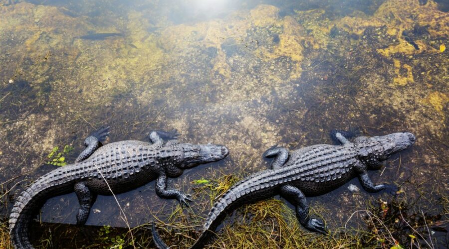 10 interesting facts about american alligators